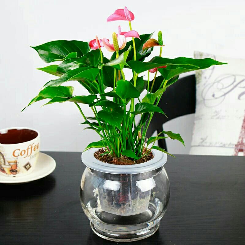 盆栽花卉红掌粉掌白掌花室内水培花卉盆栽植物绿植