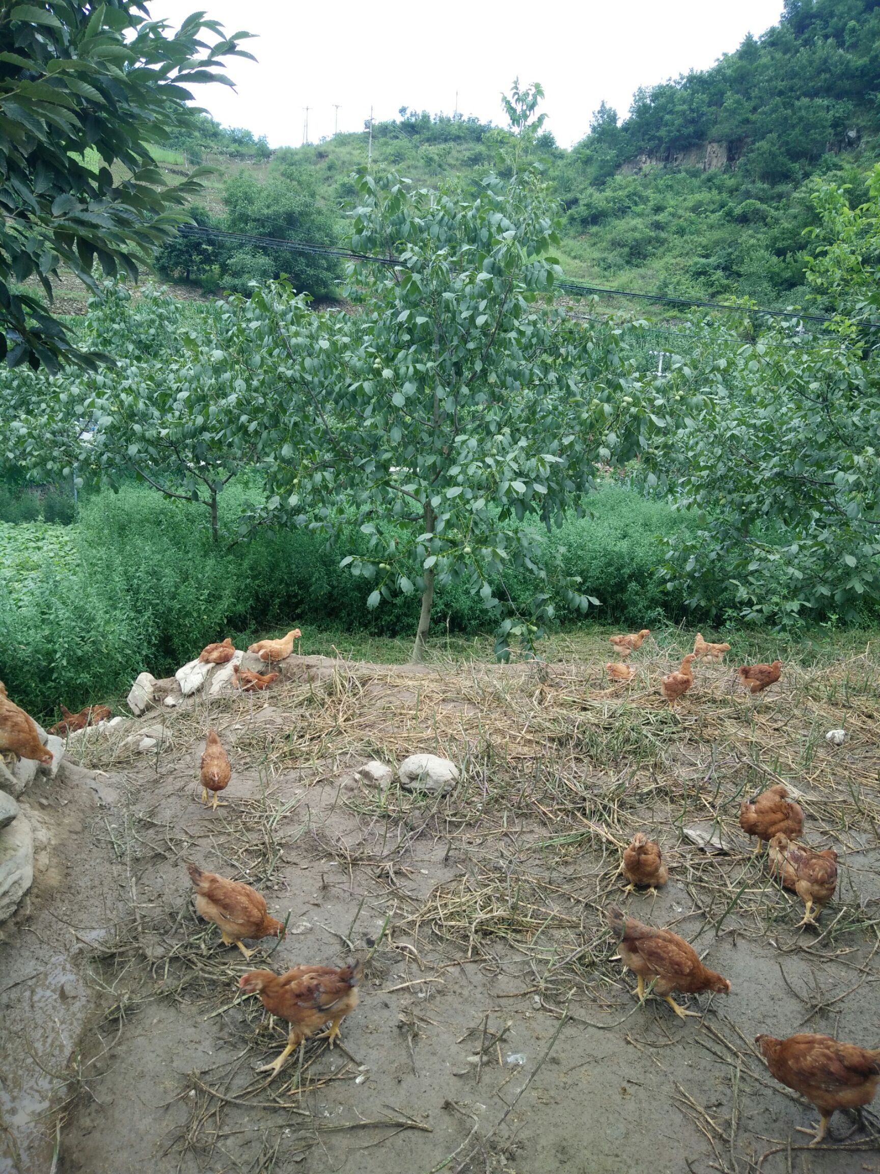  散养肉鸡，B380