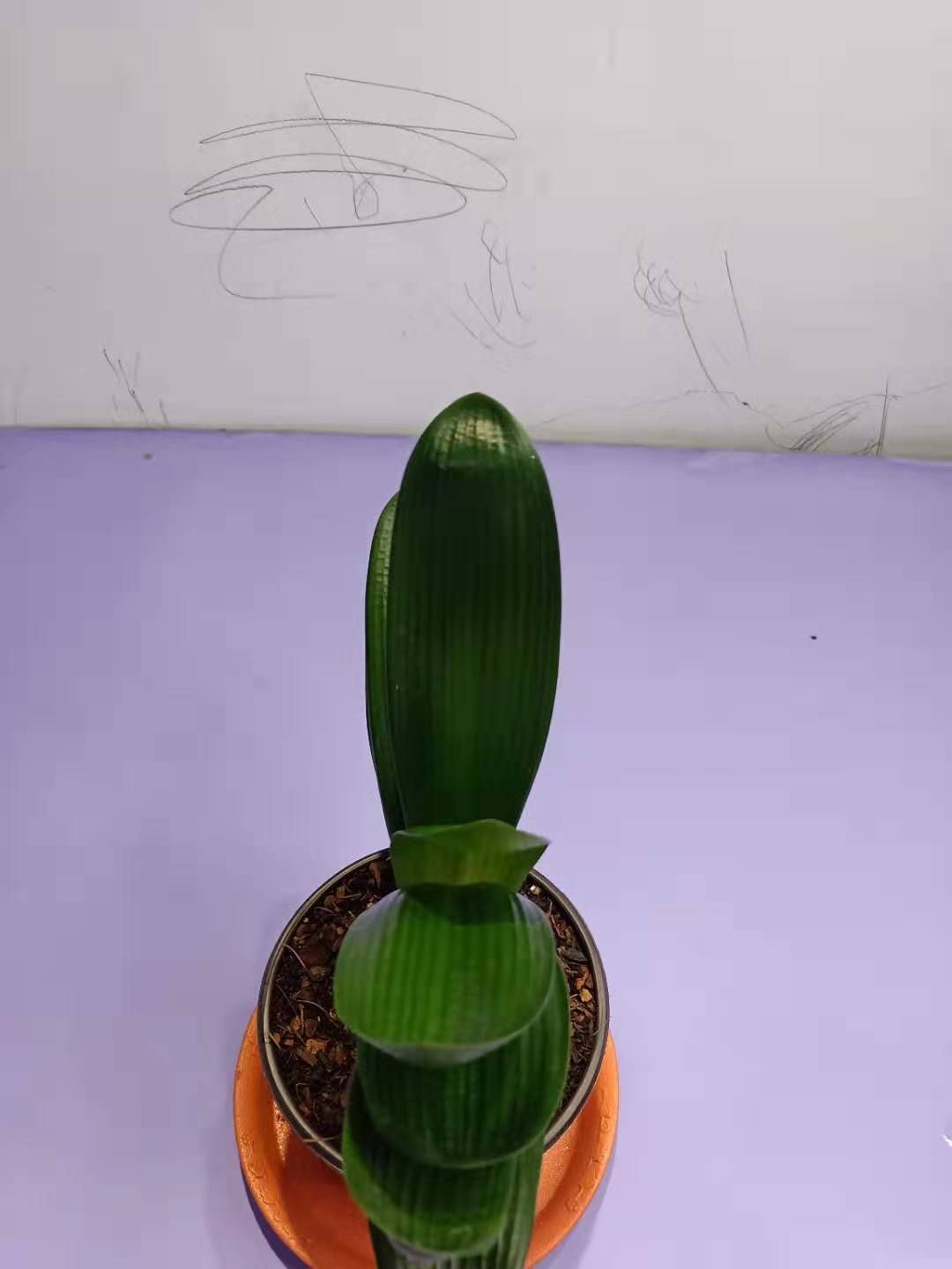 君子兰盆栽 精品国兰黄花，绿花君子兰，花色特异，当年开花，养殖基地直销
