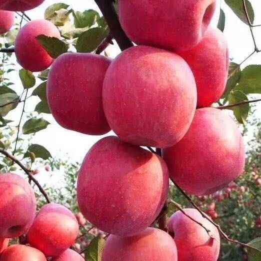 吉县 吉县苹果，天然绿色食品