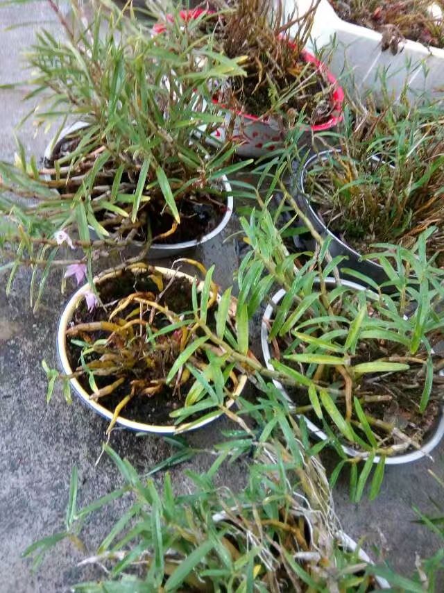 广西玉林博白县.云飞嶂原史林鲜草.金釵石斛.