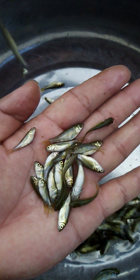 开平市 草鱼苗