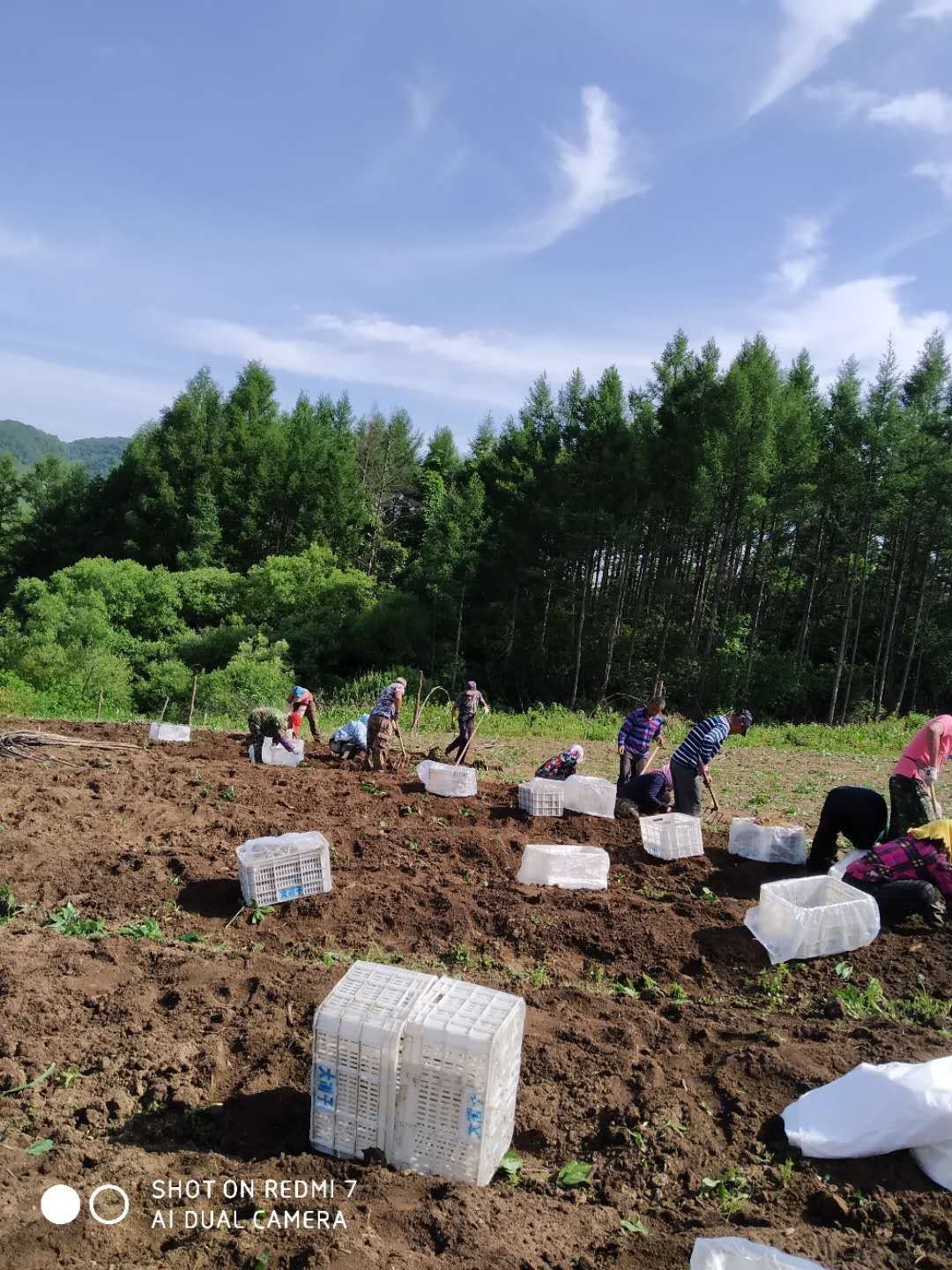  東北人參  鮮參   每斤50只左右