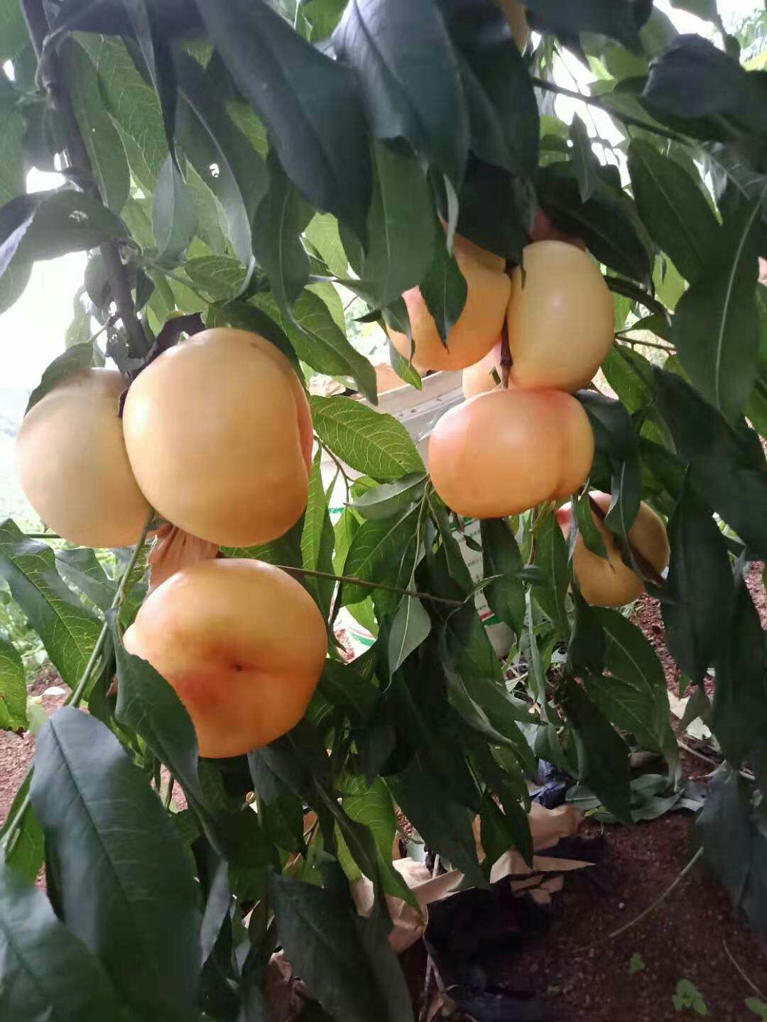 油桃苗  油蟠9油蟠7-7 七月成熟果个半斤以上口味浓甜适合