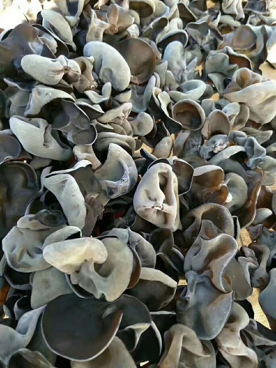 [东北黑木耳批发]东北黑木耳 干木耳 1:12 一级价格32元/斤 - 惠农网