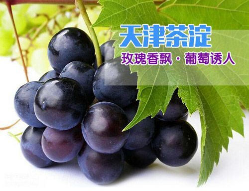 天津 茶淀玫瑰香葡萄 大宗可议价