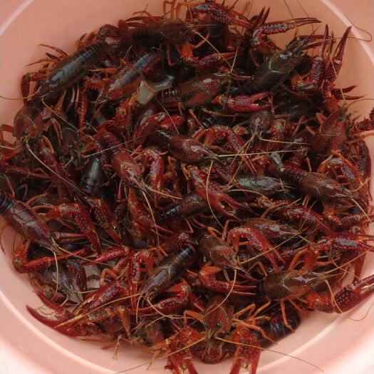 郸城县 出售清水精品红小龙虾