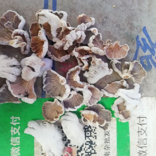新化县白参菌  柔嫩小片仿野生小白参片高档饭店宾馆酒席美味佳肴