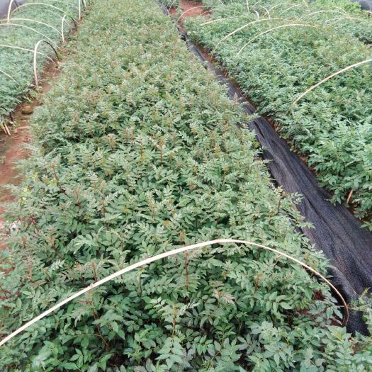 昭通 供椒，花椒苗，量大从优，规格齐全