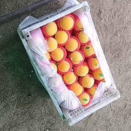 蒙阴县 黄冠黄桃大量上市