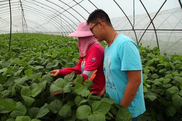 许昌 出售豆虫……大量批发