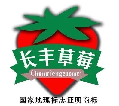 长丰县 正宗优质长丰红颜草莓苗  家用草莓苗 现在订购