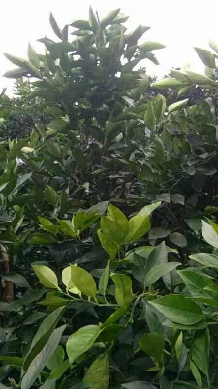 桃源县纽荷尔脐橙枝条 纽荷尔脐橙接穗
