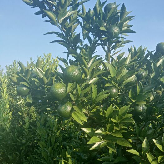 平南县 大量供应新会小青柑，欢迎老板你来电！正宗新会小青柑。