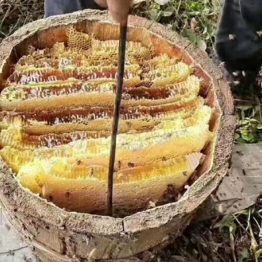 巴东县 大山里的野蜂蜜