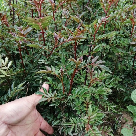 西昌市 红花椒苗子套袋苗子