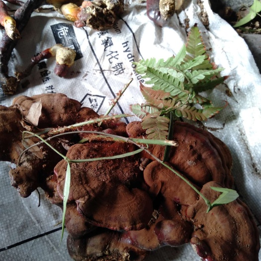 鄂州肉灵芝
