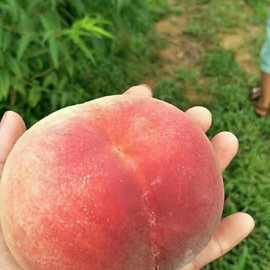  毛桃大量供应，价格便宜，