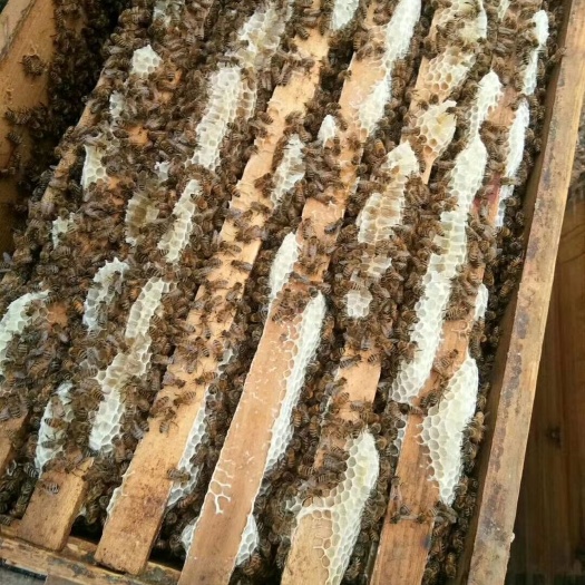 桦甸市 2019年新下山的椴树蜜