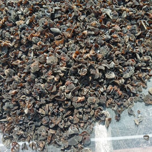嘉荫县东北黑木耳 干木耳 1:14 特级