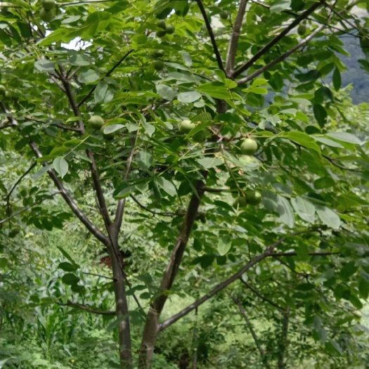 会东县山核桃 好吃，美味，营养
