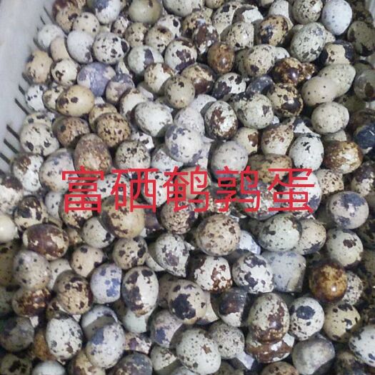 汶上县 大量供应富硒鹌鹑蛋