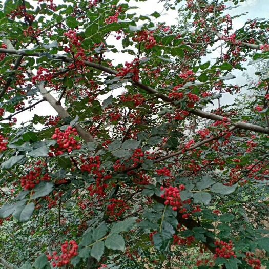 盐源县 盐源精品花椒