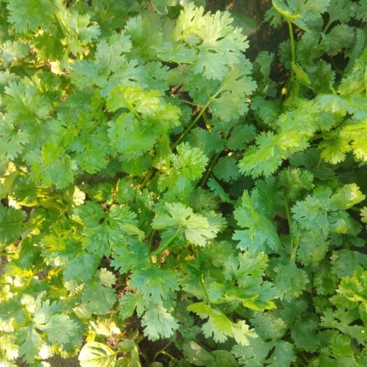 无极县大叶香菜 25~30cm