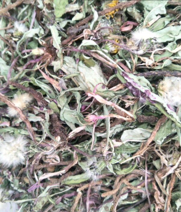  带根蒲公英，一茬货，欢迎定购！
另有各种规格的蒲公英！