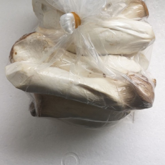  常年供应杏鲍菇，各种等级规格。