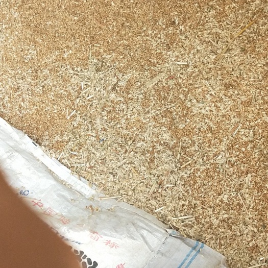 涡阳县混合小麦