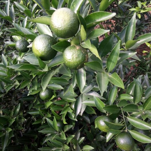 龙门县陈皮  出售茶果