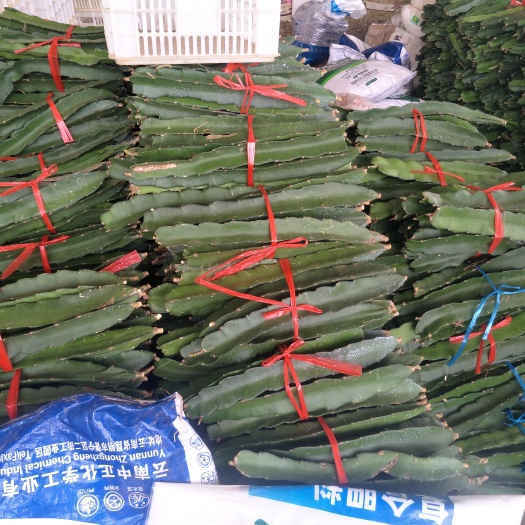 隆安县红宝龙火龙果苗