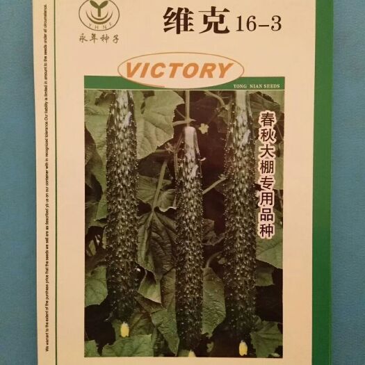 厦门水果黄瓜种子  黄瓜维克16-3，500粒/包