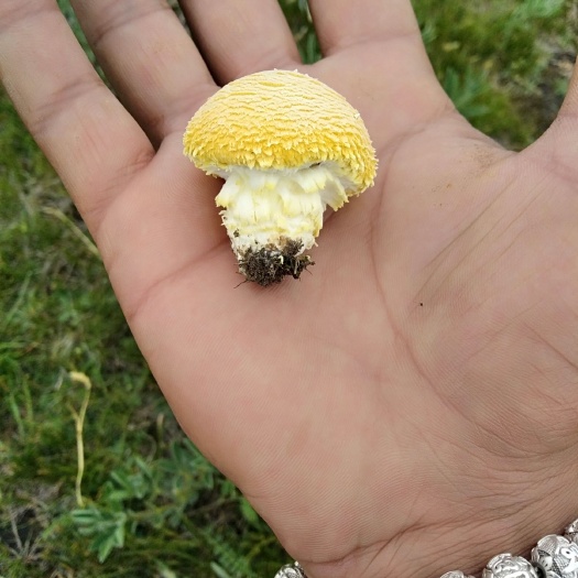 刚察县 青海野生黄蘑菇