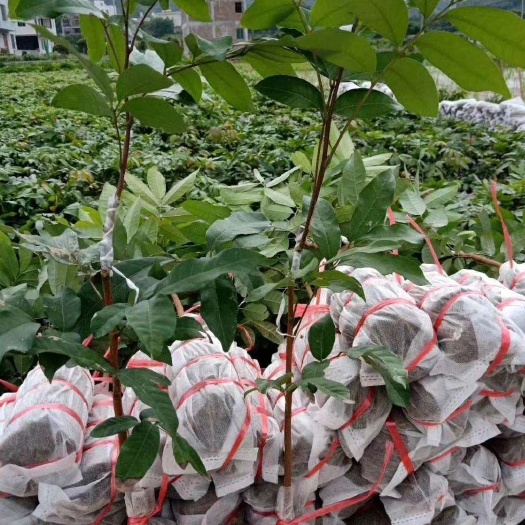 灵山县石峡龙眼苗 正宗石硖龙眼•带土带叶发货•假一赔百⚠️