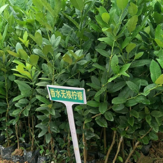 灵山县 香水无籽柠檬苗