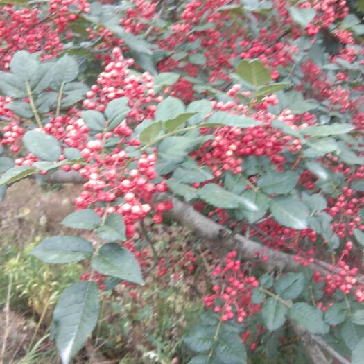 天水大红袍花椒 特级 干花椒