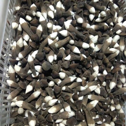 梁山县鸡枞菌 鲜货多喜欢的来电