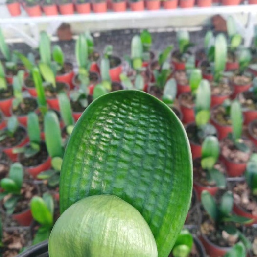 鞍山君子兰盆栽 精品国兰，圆头短叶水晶麻脸和尚1～5年，养殖基地直销