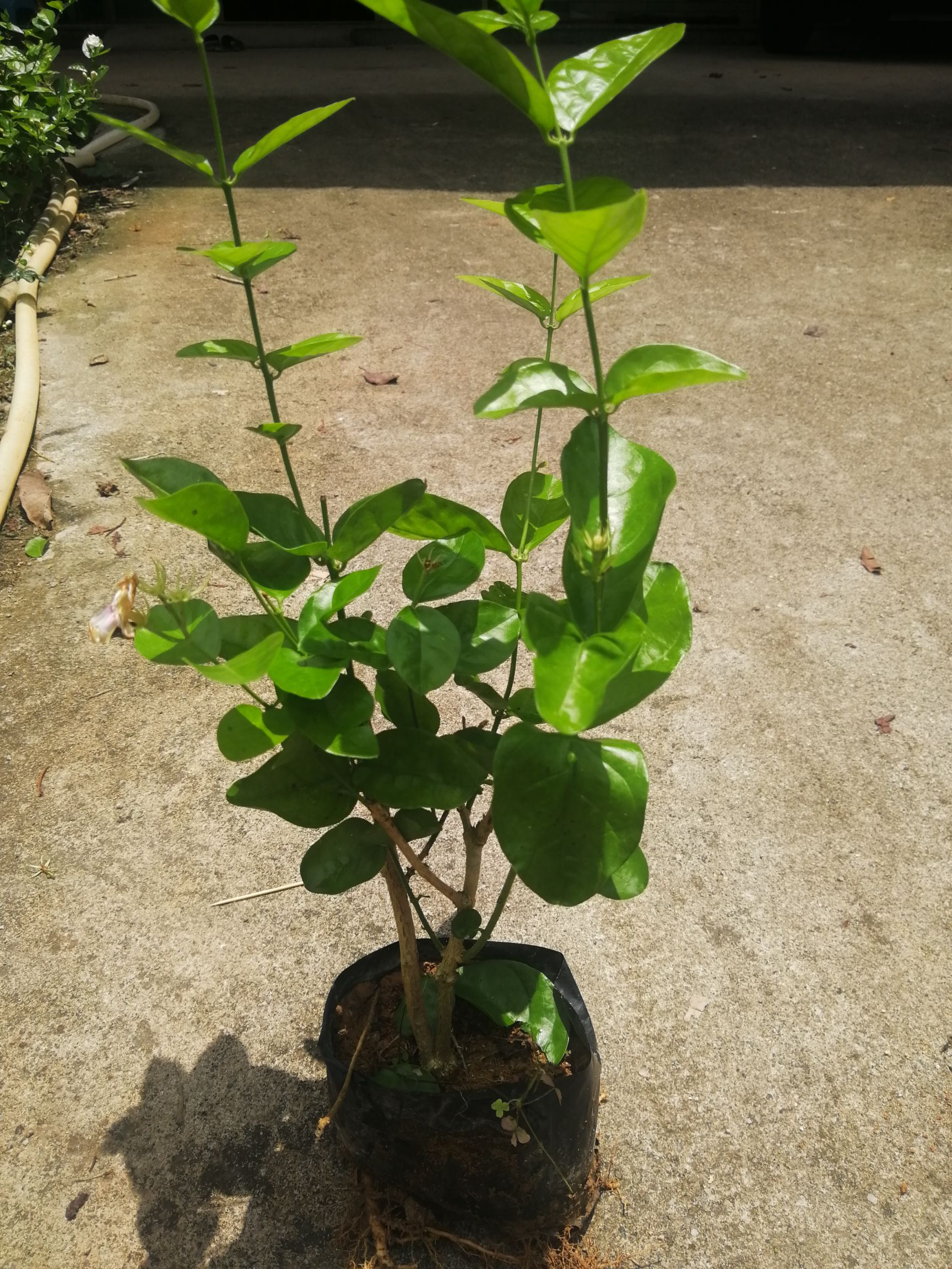  虎头茉莉花丛瓣花香浓陏