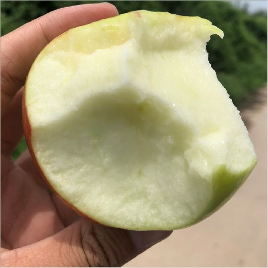 渭南嘎啦苹果 果园现摘直邮到家！