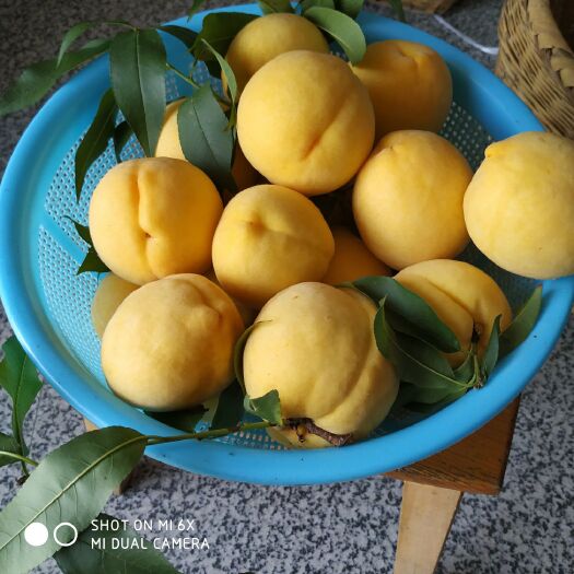 炎陵县 炎陵黄桃