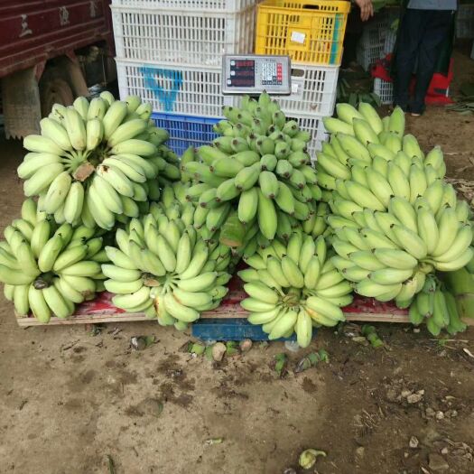 大新县西贡蕉 八成熟