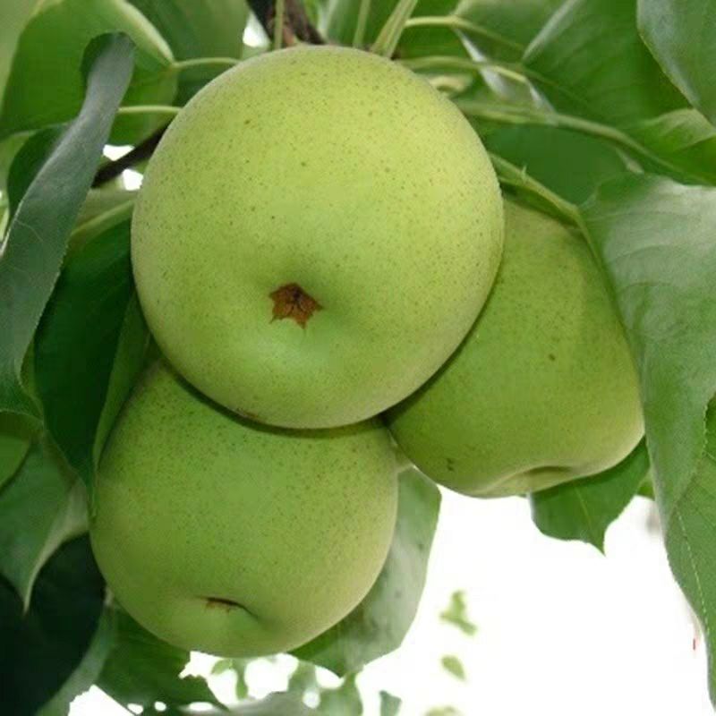  汉源金花梨，个大 味甜