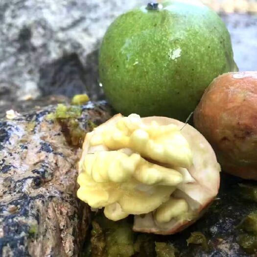 澄城县核桃