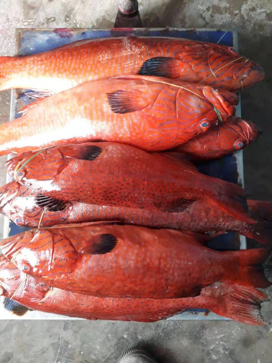 红石斑鱼 各种深海斑鱼