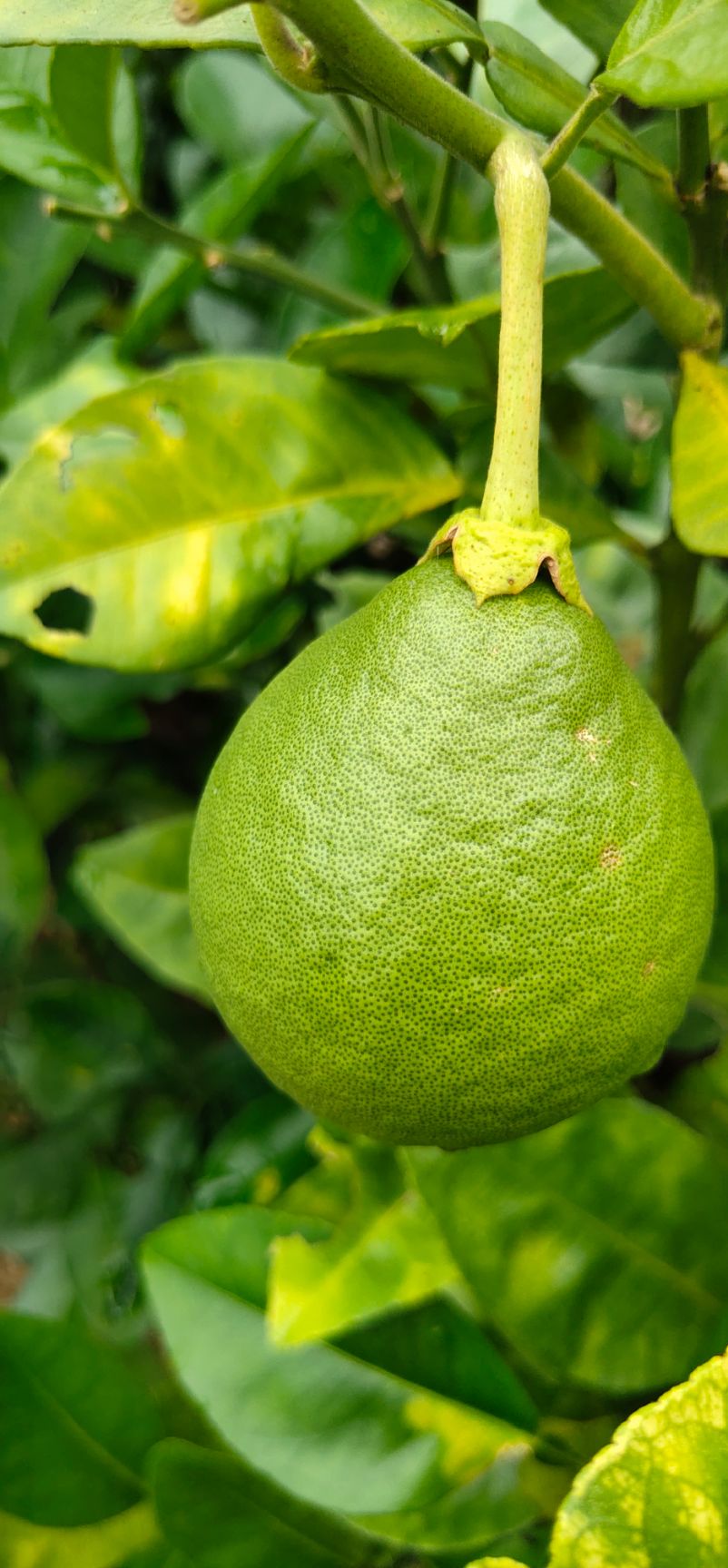 泰国青柚苗 嫁接苗