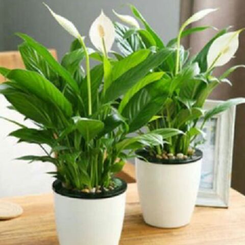 盆栽花卉红掌粉掌白掌花室内水培花卉盆栽植物绿植