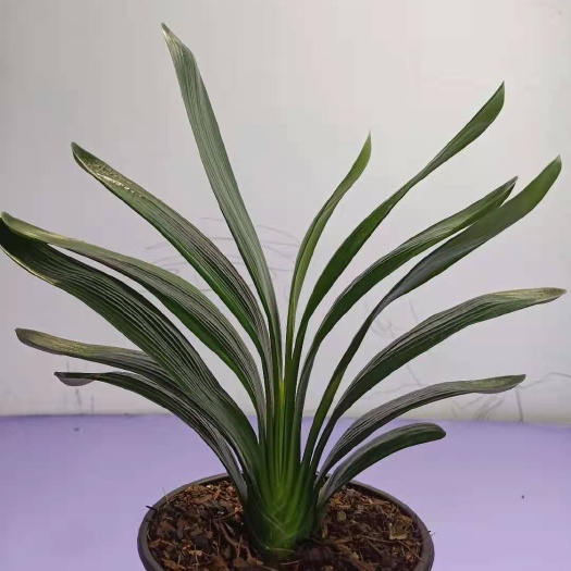 鞍山君子兰盆栽 精品国兰黄花，绿花君子兰，花色特异，当年开花，养殖基地直销